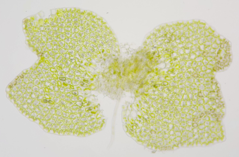 Nardia insecta